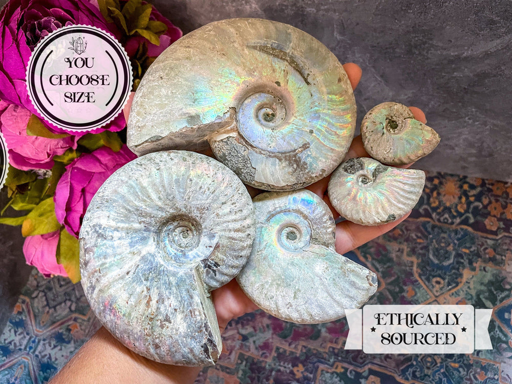Rainbow Ammonite Fossil, Iridescent Ammonite, Ammolite from Madagascar, You Choose Size (ONLINE ORDER ONLY)