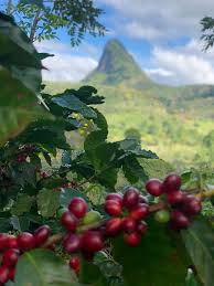 Honduras Finca La Unica Washed (ONLINE ORDER ONLY)