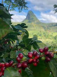 Honduras Finca La Unica Washed (ONLINE ORDER ONLY)