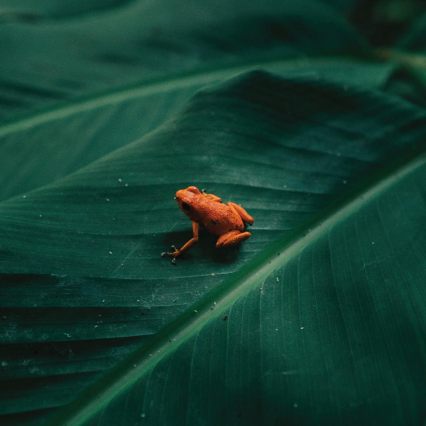 Ingredient - Ingredient [Vinyl] (ONLINE ORDER ONLY)