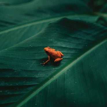 Ingredient - Ingredient [Vinyl] (ONLINE ORDER ONLY)