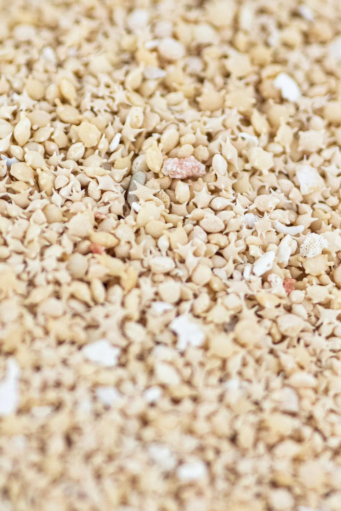 Japanese Star Sand (ONLINE ORDER ONLY)