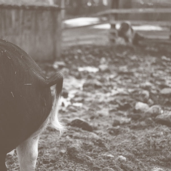 Tomorrow Is Too Late [Vinyl] (ONLINE ORDER ONLY)