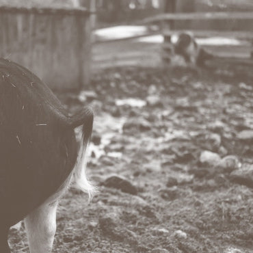 Tomorrow Is Too Late [Vinyl] (ONLINE ORDER ONLY)