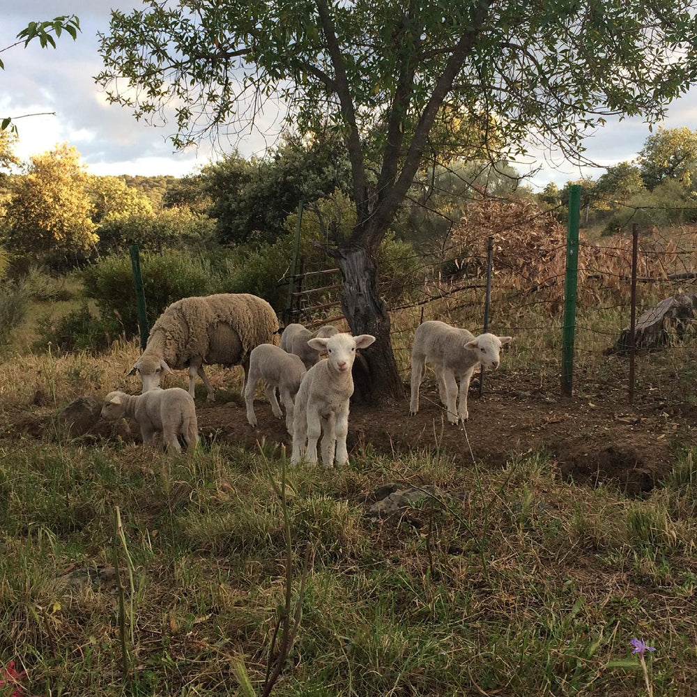 No Harm Done [CD] (ONLINE ORDER ONLY)