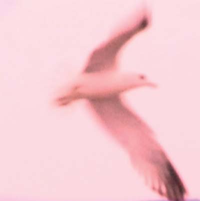 Julia Holter - Maria/2HB [Vinyl] (ONLINE ORDER ONLY)