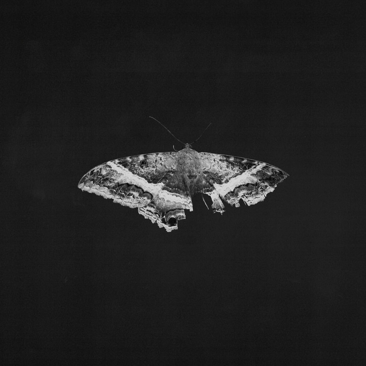 To Pimp A Butterfly (10 Year Anniversary Edition) - Alternate Artwork [180G 2 Lp] [Vinyl] (ONLINE ORDER ONLY)