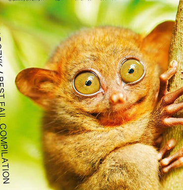 KUCHARCZYK - Best Fail Compilation [CD] (ONLINE ORDER ONLY)