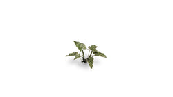 Gamers Grass | Laser Plants | Lords and Ladies (ONLINE ORDER ONLY)
