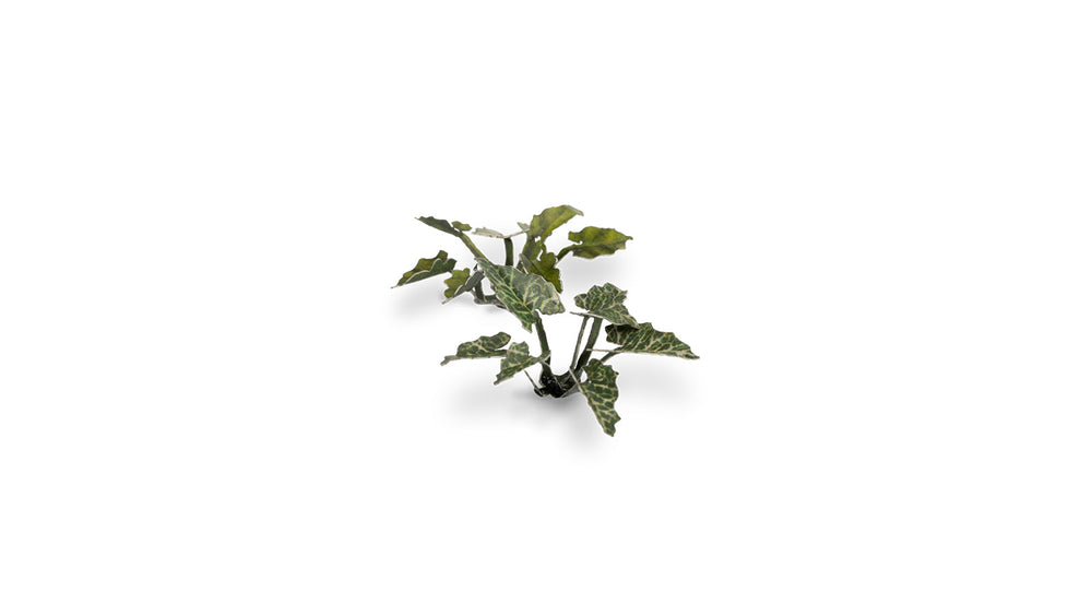 Gamers Grass | Laser Plants | Lords and Ladies (ONLINE ORDER ONLY)