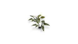 Gamers Grass | Laser Plants | Lords and Ladies (ONLINE ORDER ONLY)