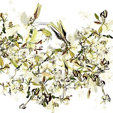 Luciano - Études Électroniques [Vinyl] (ONLINE ORDER ONLY)