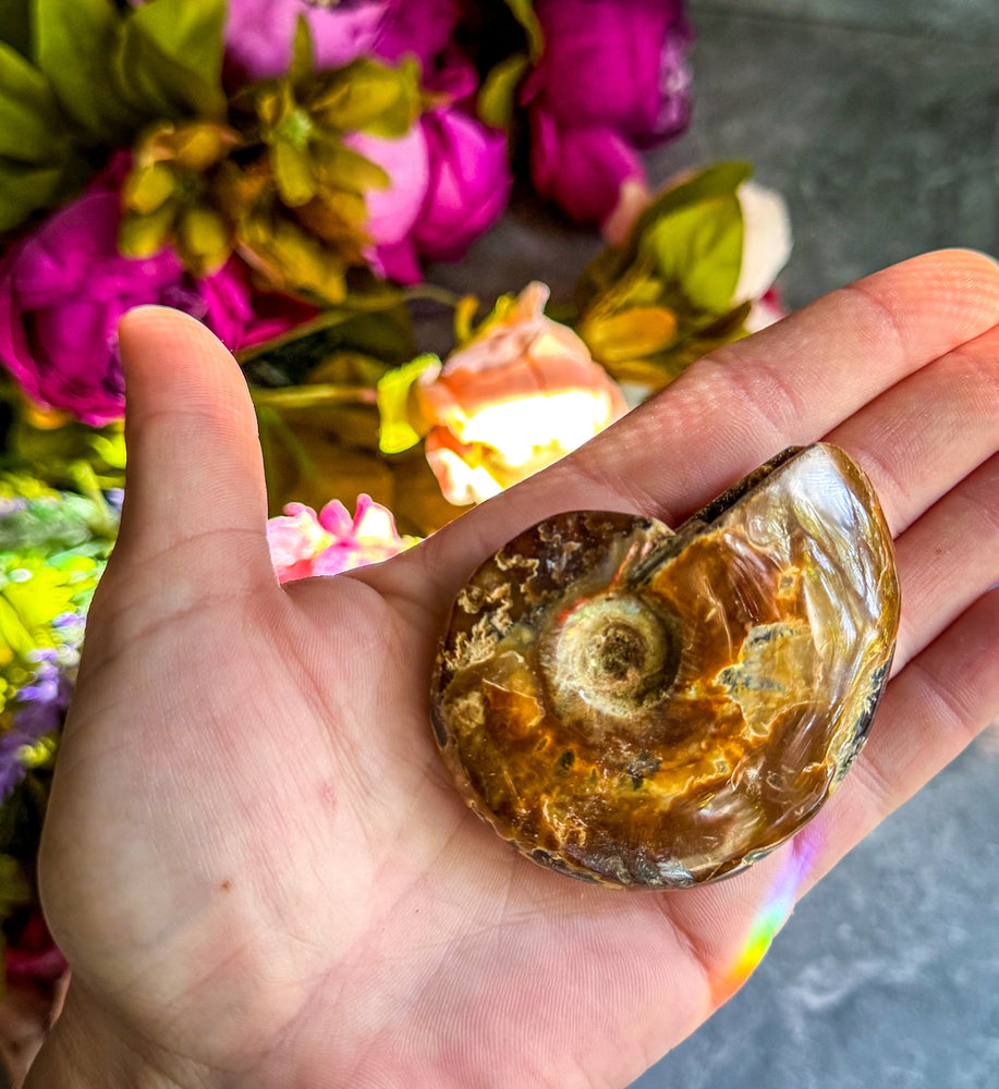 Fire Ammonite Shell Fossil, Fire Ammonite, Fossil Decor, Natural Art,Decorative Fossils, Ammonite Fossil (ONLINE ORDER ONLY)