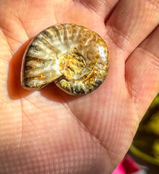 Fire Ammonite Shell Fossil, Fire Ammonite, Fossil Decor, Natural Art,Decorative Fossils, Ammonite Fossil (ONLINE ORDER ONLY)