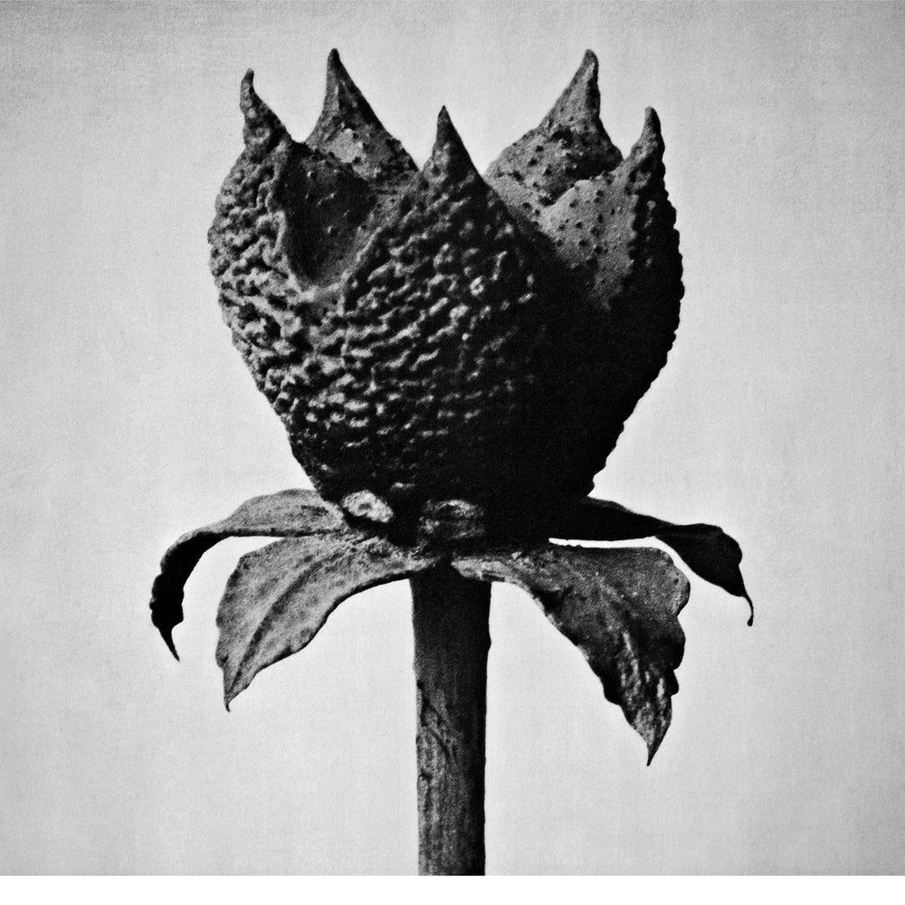 Masayoshi Fujita - Book Of Life [Vinyl] (ONLINE ORDER ONLY)