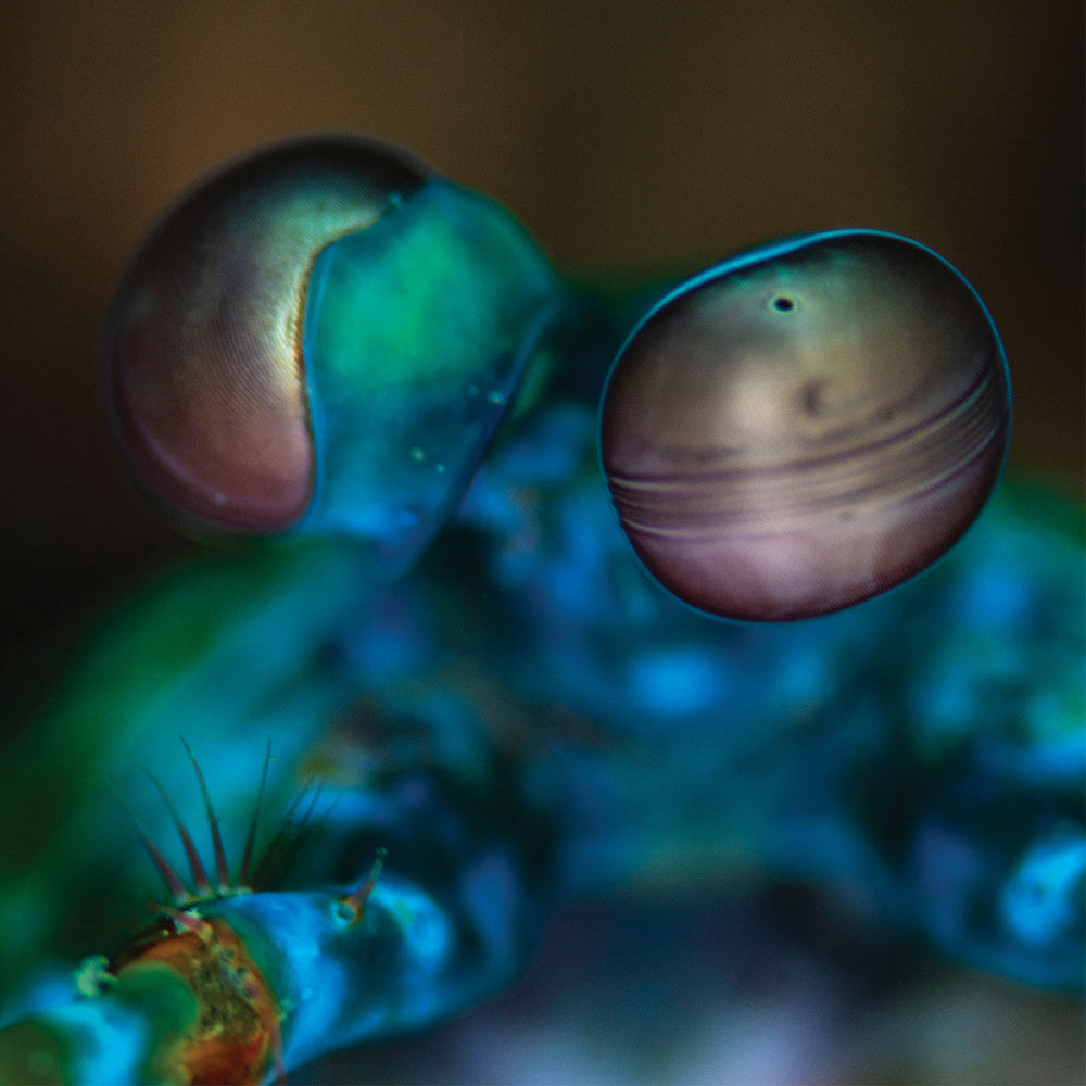 Amasia: Anamibia Sessions 2 (Crystal Clear Vinyl) [Vinyl] (ONLINE ORDER ONLY)