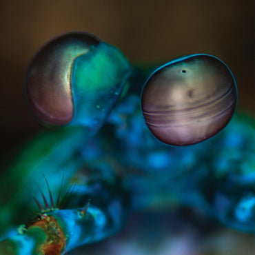 Amasia: Anamibia Sessions 2 [Vinyl] (ONLINE ORDER ONLY)