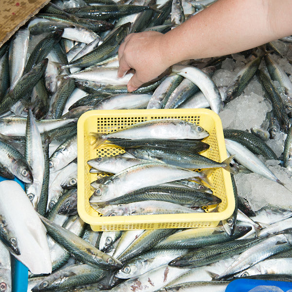 Processed Snippets: Congo Traditional 1952 & 1957 [Vinyl] (ONLINE ORDER ONLY)