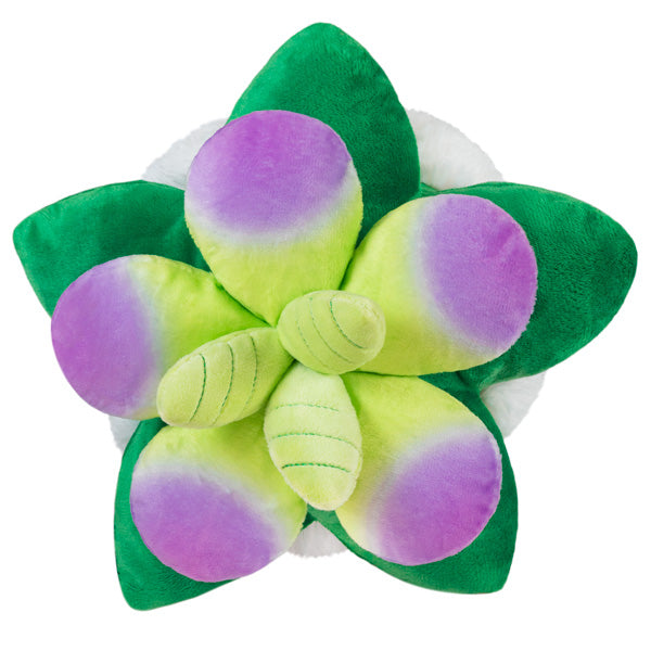 Squishable Succulent (Mini) (ONLINE ORDER ONLY)