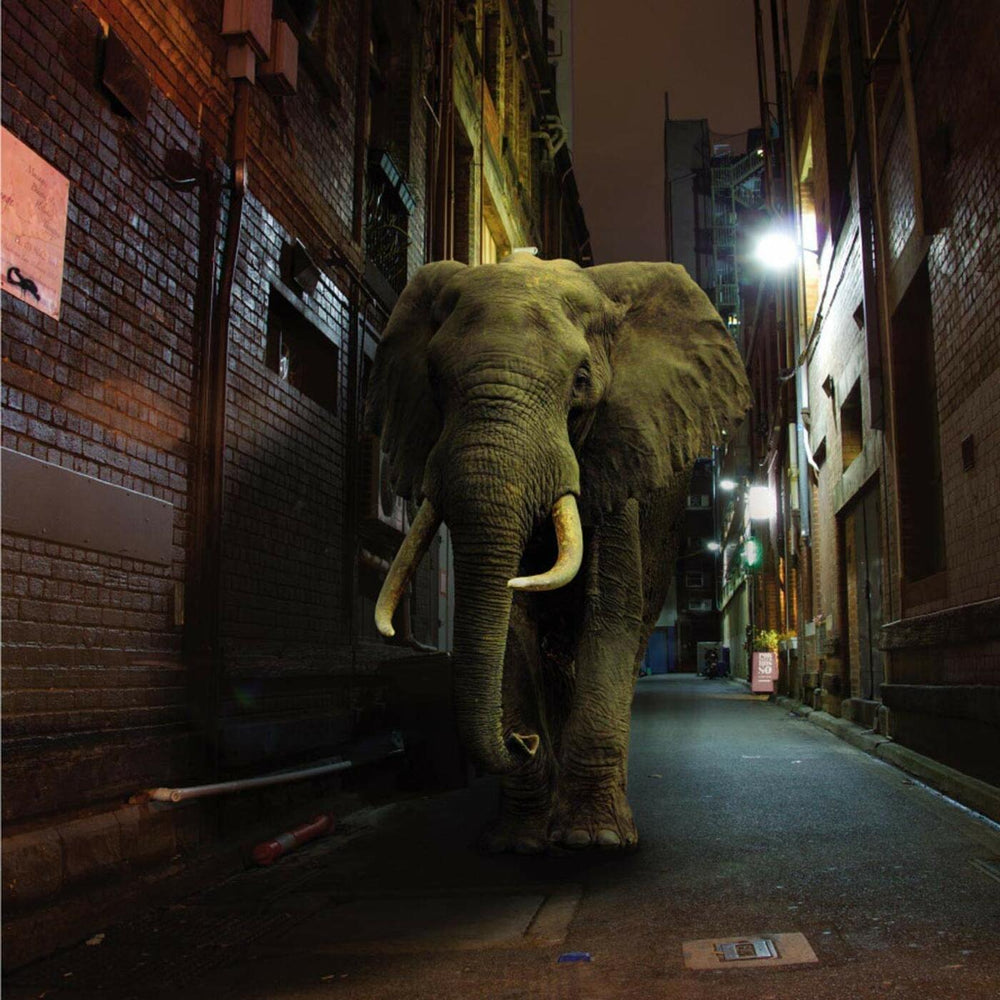 D'zzzz [Vinyl] (ONLINE ORDER ONLY)