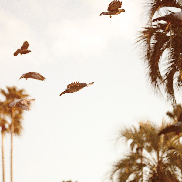 MOTOHIKO HAMASE - Intaglio [Vinyl] (ONLINE ORDER ONLY)