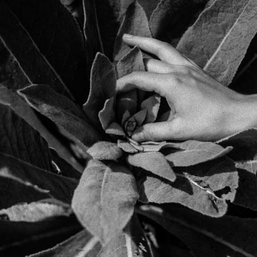 Nanook Of The North - Heide [Vinyl] (ONLINE ORDER ONLY)