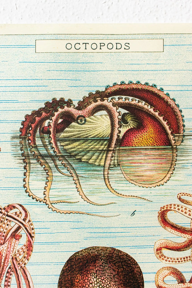Octopods Scientific Chart (ONLINE ORDER ONLY)