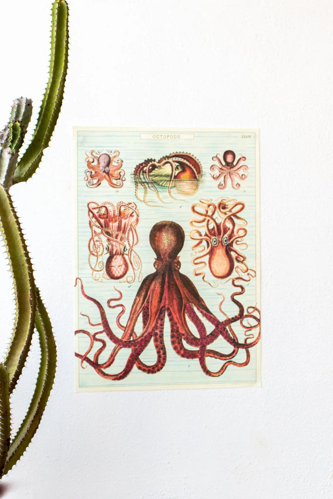 Octopods Scientific Chart (ONLINE ORDER ONLY)