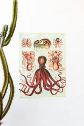 Octopods Scientific Chart (ONLINE ORDER ONLY)