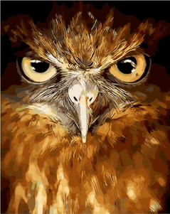 Owl Eyes (ONLINE ORDER ONLY)