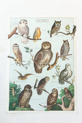 Owl Scientific Chart (ONLINE ORDER ONLY)