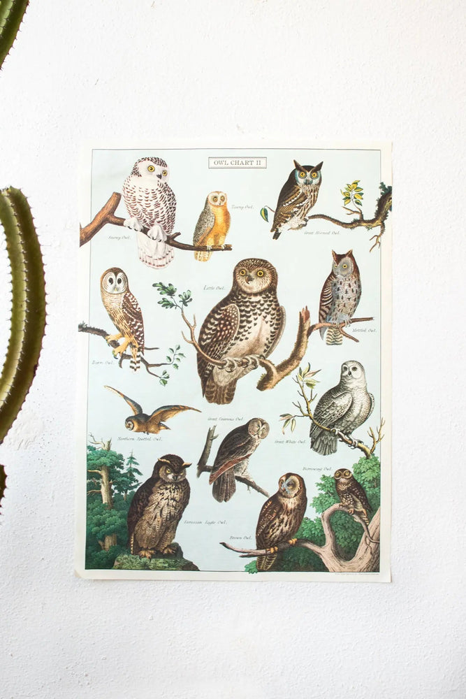 Owl Scientific Chart (ONLINE ORDER ONLY)