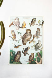 Owl Scientific Chart (ONLINE ORDER ONLY)