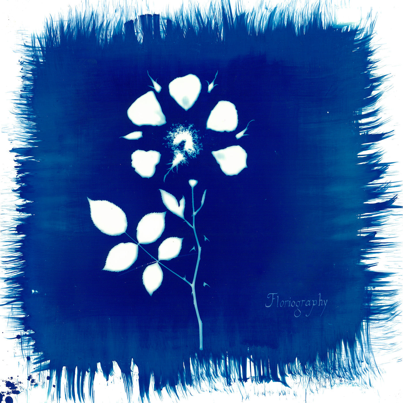 Painted Zeros - Floriography [CD] (ONLINE ORDER ONLY)