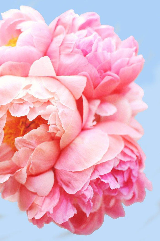 Pink Floral Art (ONLINE ORDER ONLY)
