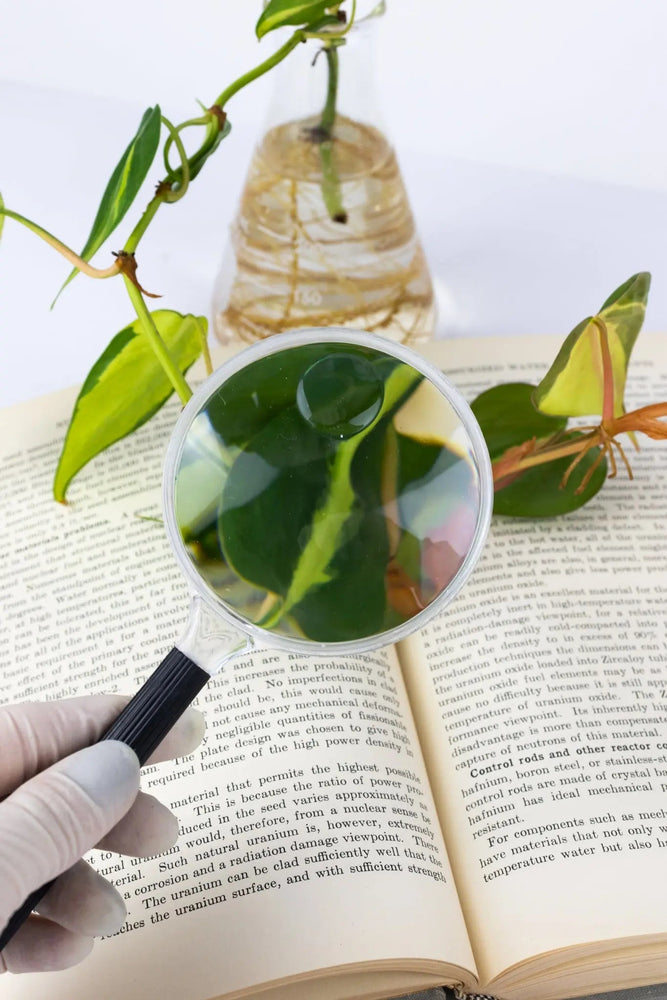 Plastic Magnifying Lens (ONLINE ORDER ONLY)