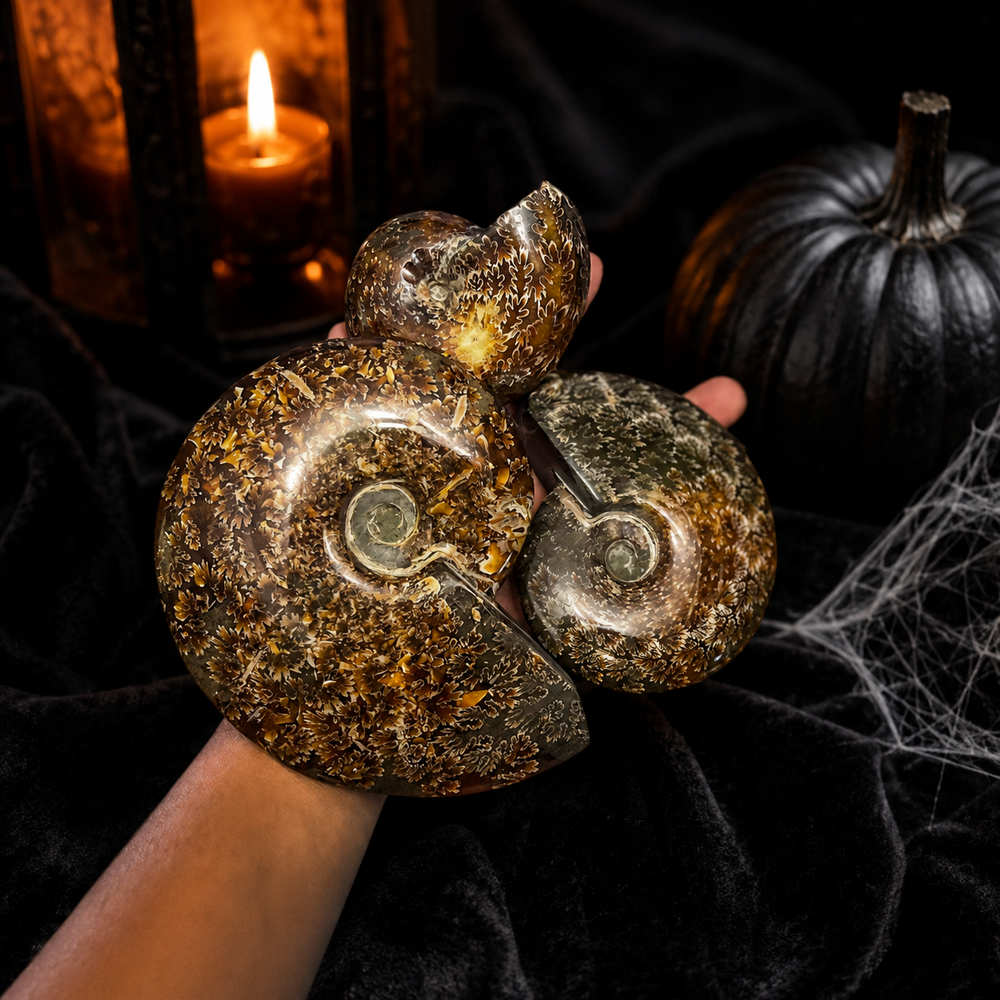 Polished Ammonite Fossils
