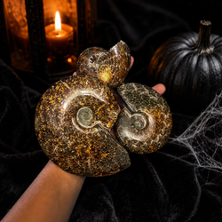 Polished Ammonite Fossils