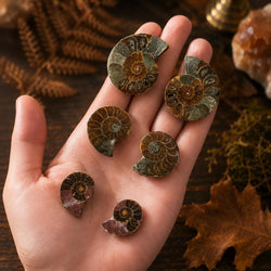 Polished Ammonite Pairs, Ethically Sourced Ammonite Halves