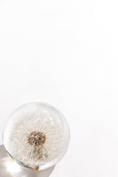 Preserved Dandelion (ONLINE ORDER ONLY)