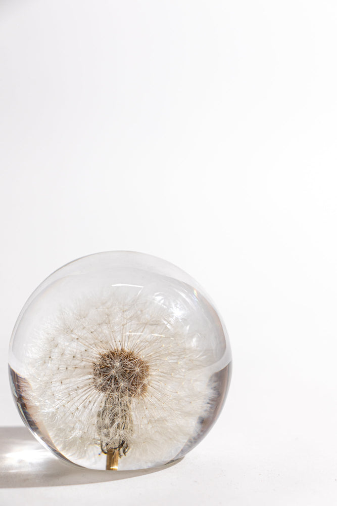 Preserved Dandelion (ONLINE ORDER ONLY)