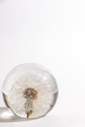 Preserved Dandelion (ONLINE ORDER ONLY)