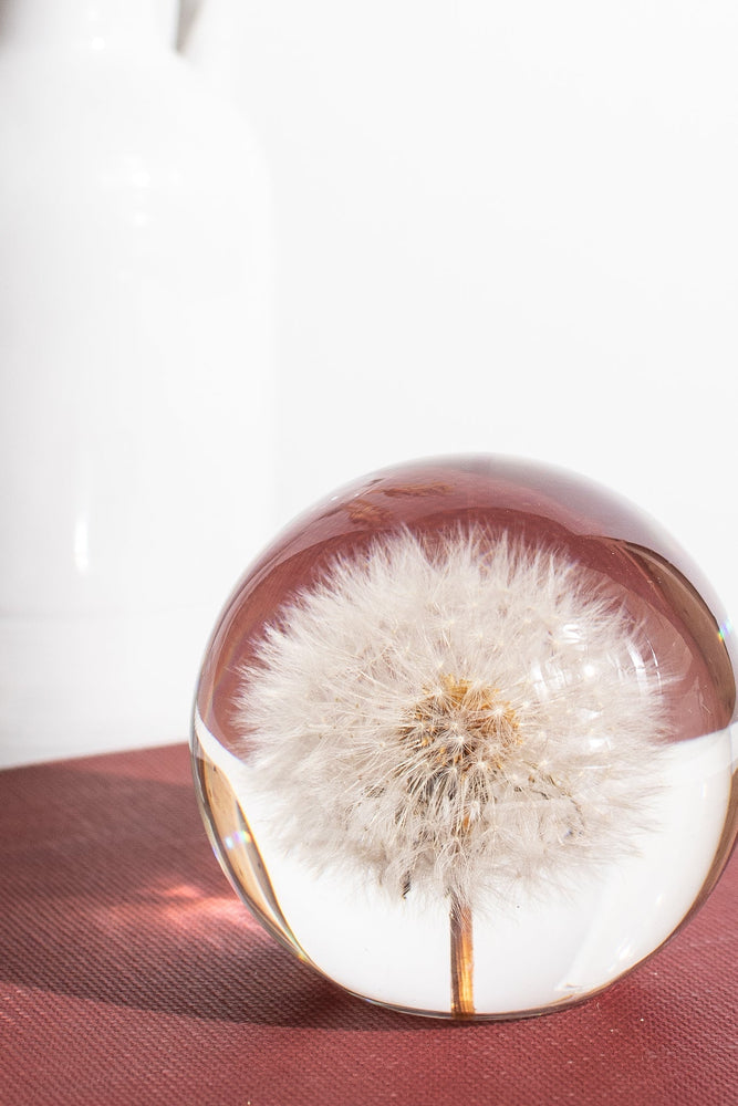 Preserved Dandelion (ONLINE ORDER ONLY)