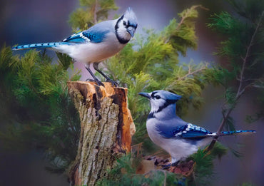 Trefl Bird Lovers: Blue Jays in a Cedar Tree 1000 Piece Puzzle