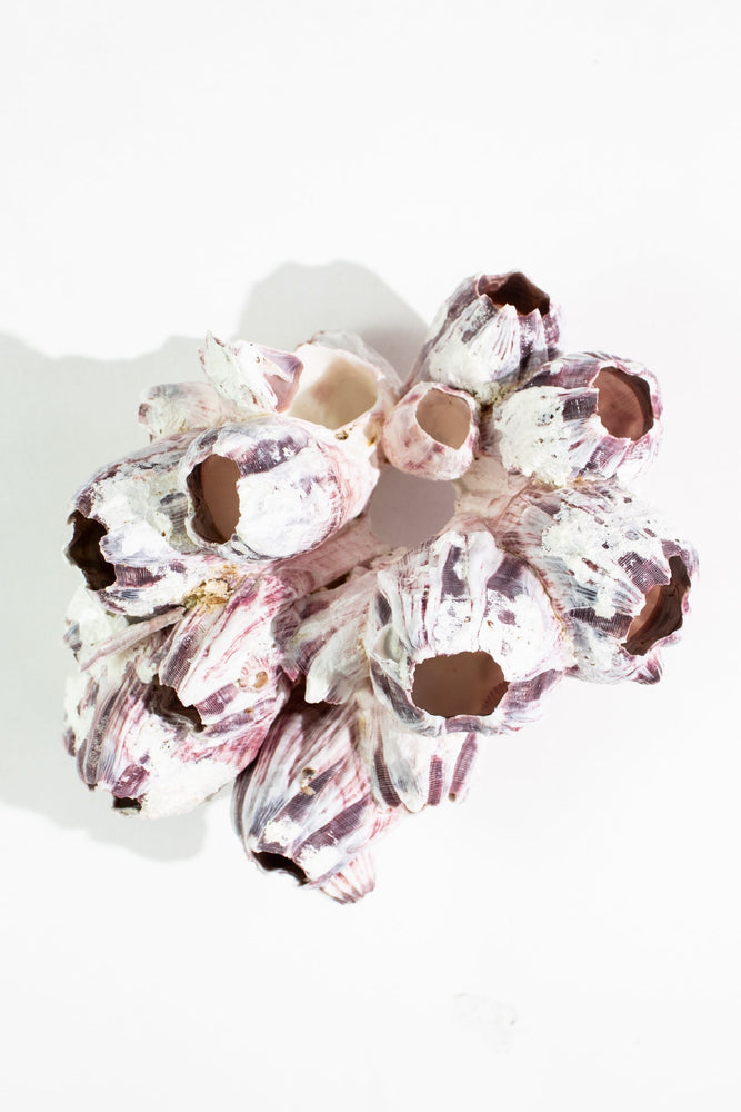 Purple Barnacle Specimen (ONLINE ORDER ONLY)