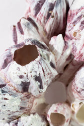 Purple Barnacle Specimen (ONLINE ORDER ONLY)