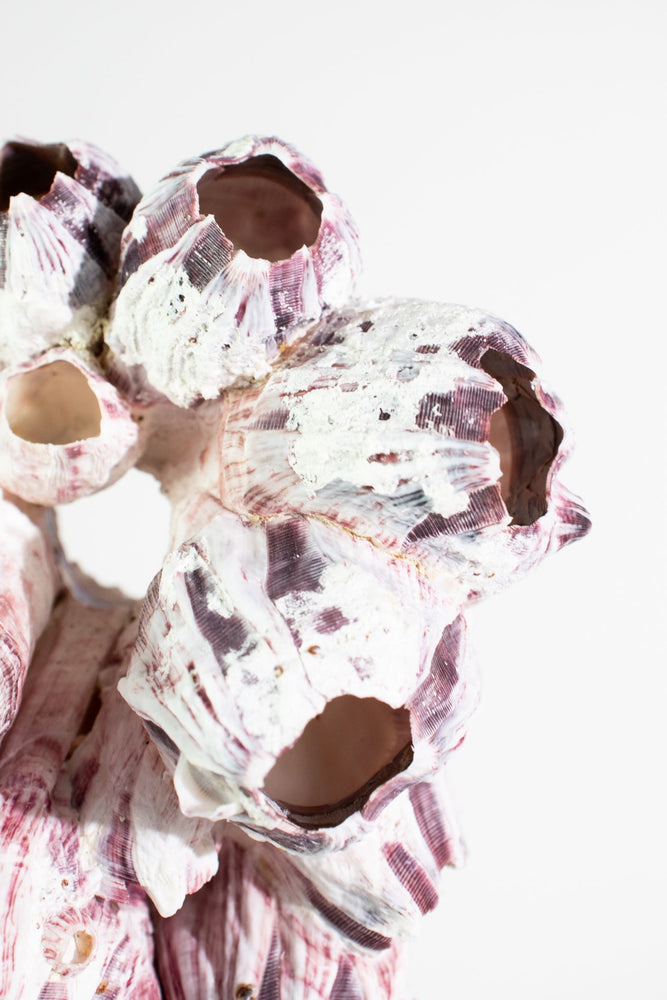 Purple Barnacle Specimen (ONLINE ORDER ONLY)