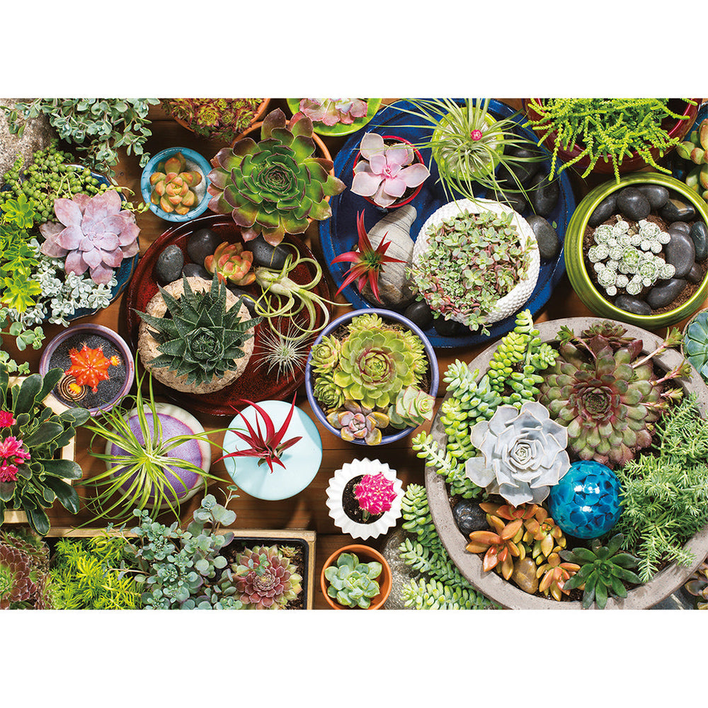 Puzzle: Succulents (ONLINE ORDER ONLY)