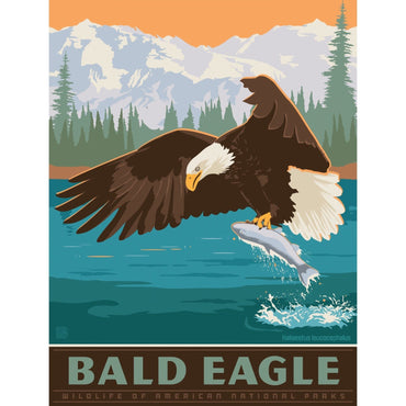 Bald Eagle 300 Piece Jigsaw Puzzle (ONLINE ORDER ONLY)