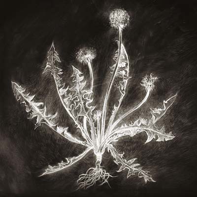 SCOTT TUMA - Dandelion [CD] (ONLINE ORDER ONLY)